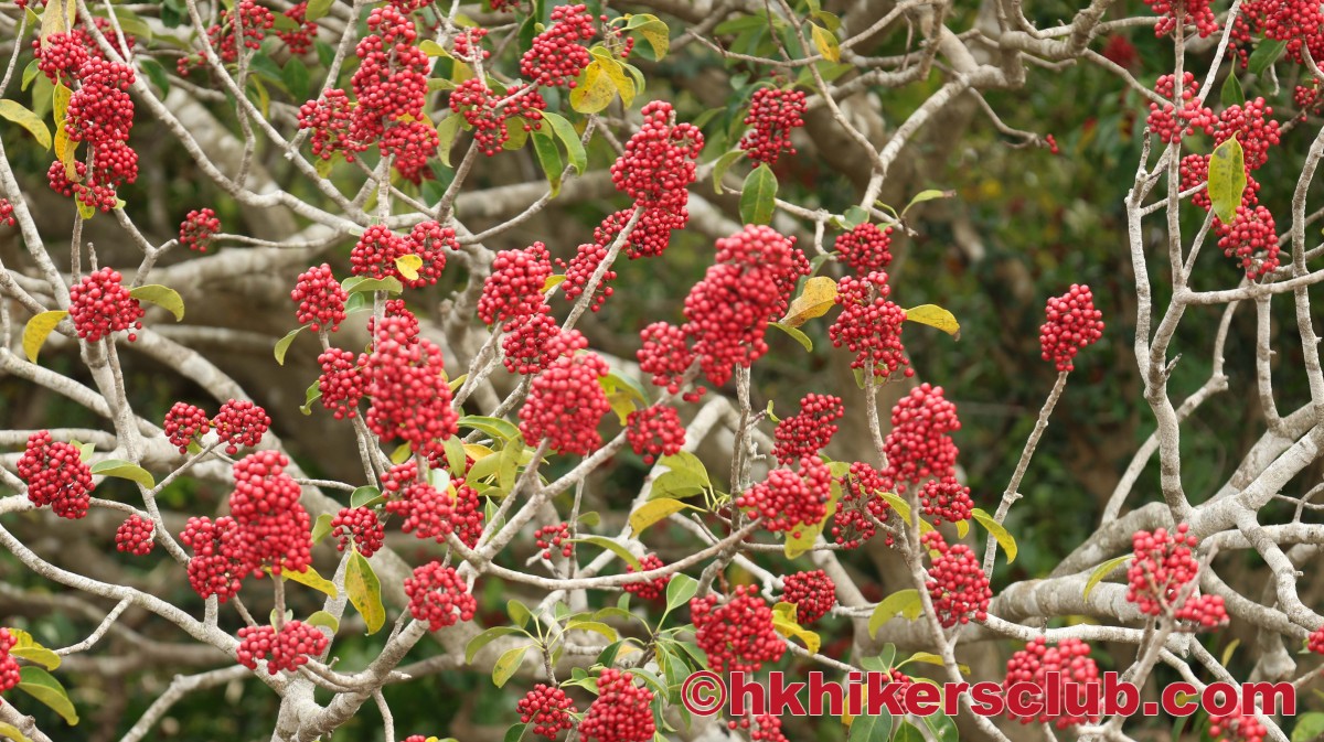 Our first Hike on Lantau